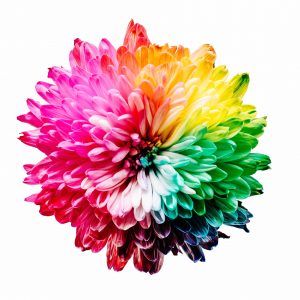 Bright, colourful flower in red, pink, blue, green, orange, and yellow